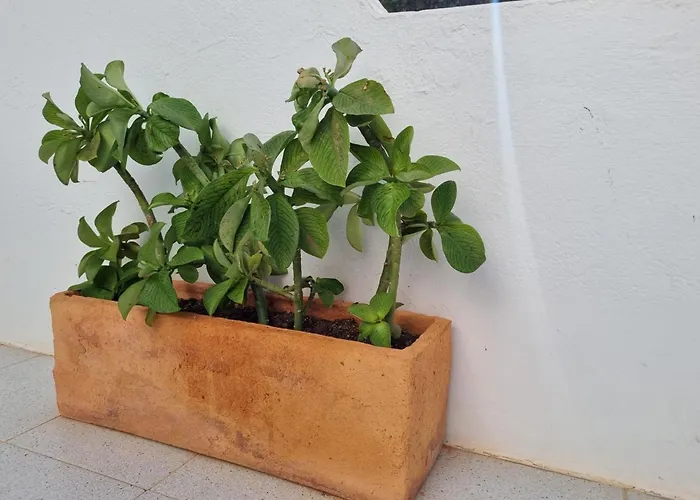 La Casa De Palomitas Lägenhet Corralejo