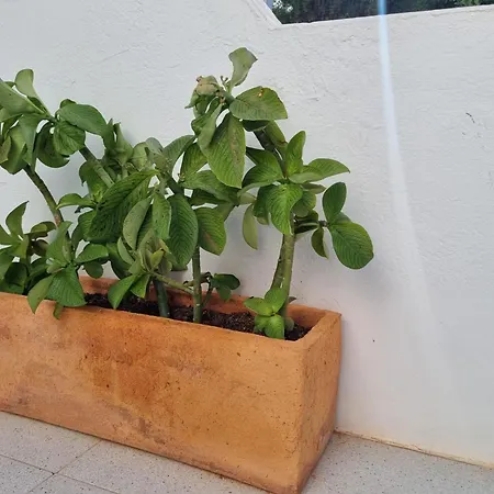 La Casa De Palomitas Apartament Corralejo